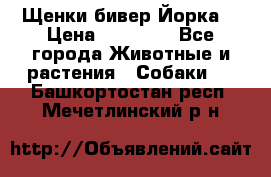 Щенки бивер Йорка  › Цена ­ 30 000 - Все города Животные и растения » Собаки   . Башкортостан респ.,Мечетлинский р-н